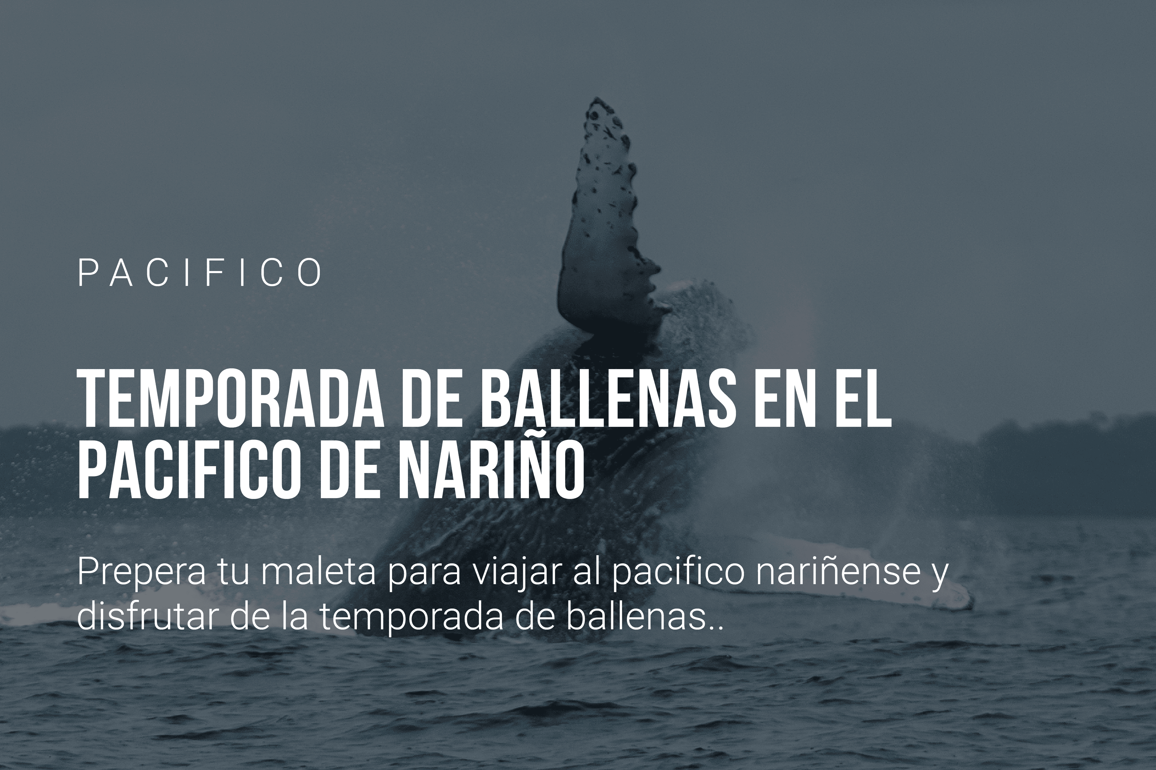 Temporada de ballenas en el Pacífico de Nariño