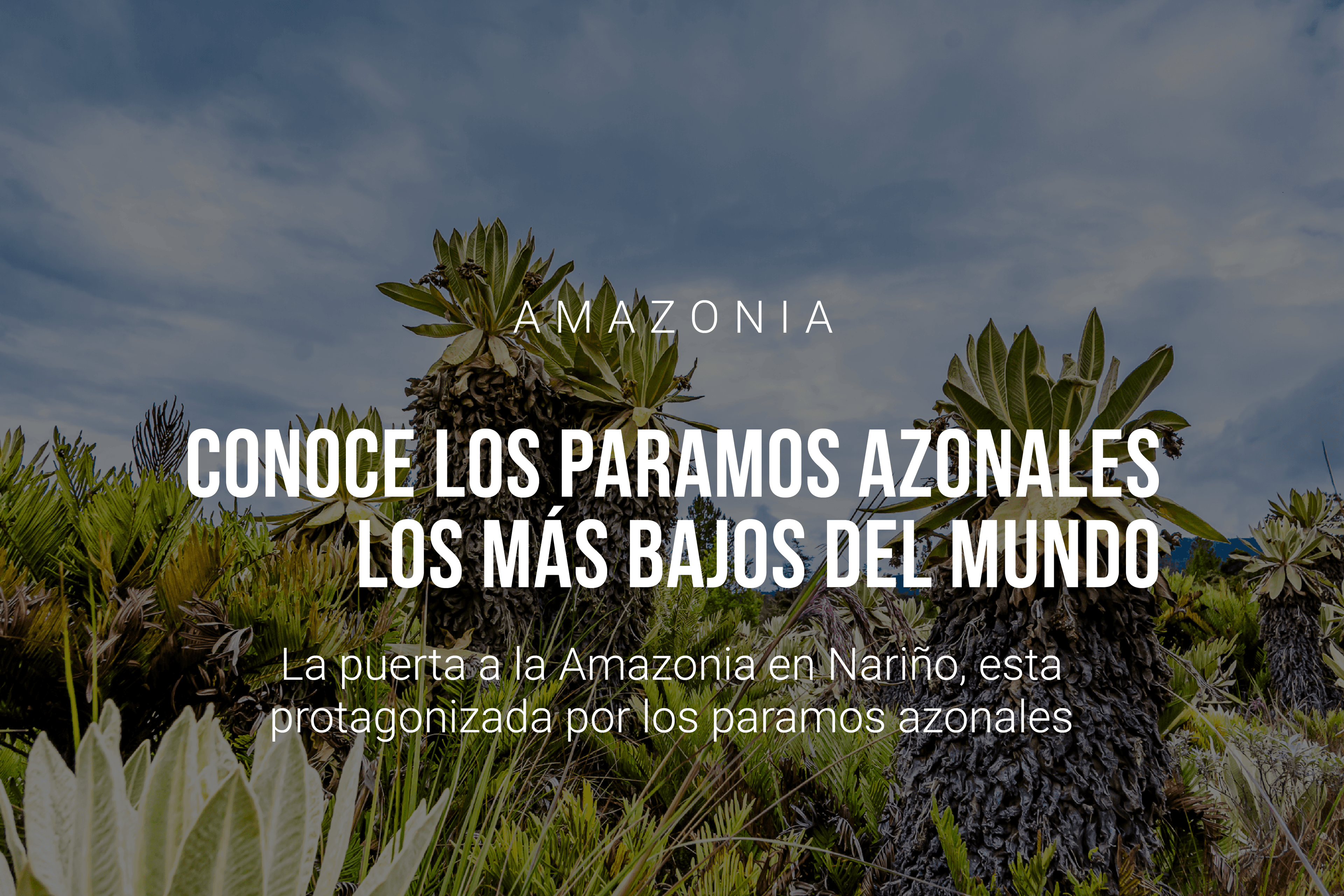Los Páramos Azonales: biodiversidad única en Nariño